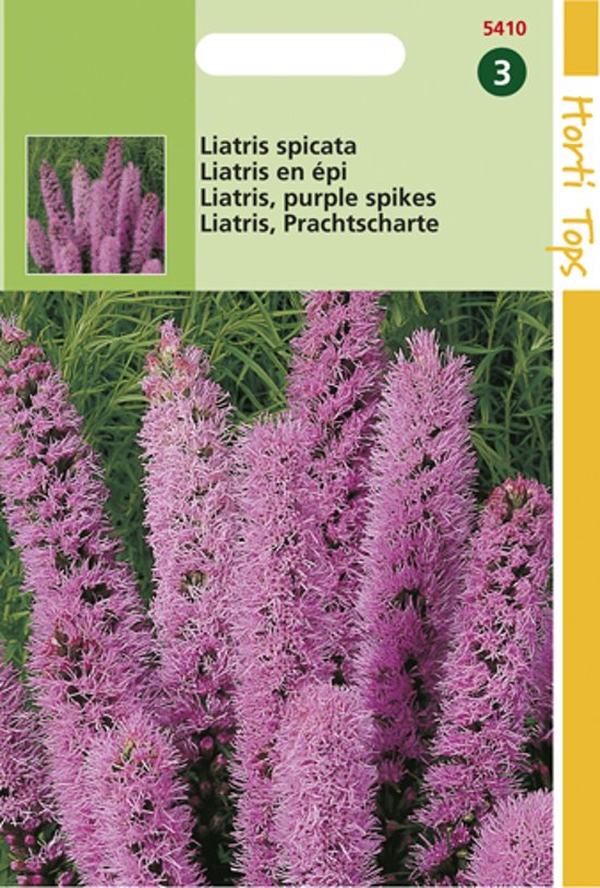 Prachtscharten (Liatris spicata) 250 Samen HT